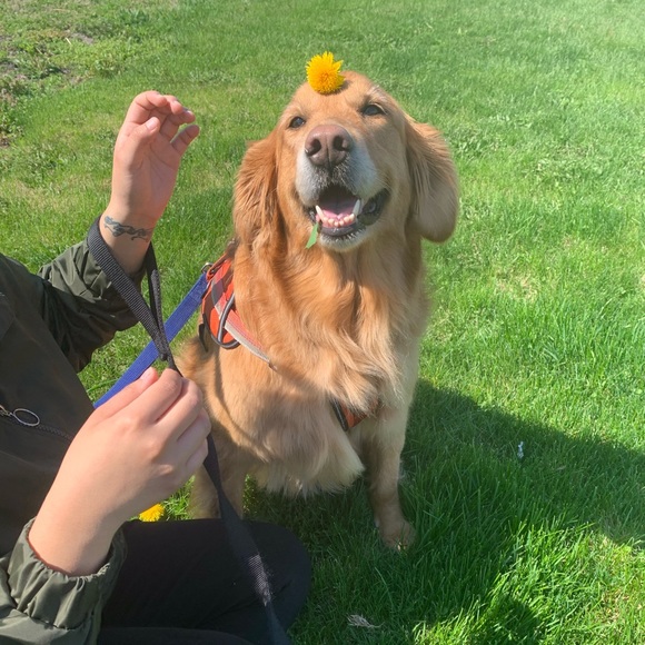 Meet your Posher, Curly and Olive - Picture 4 of 7